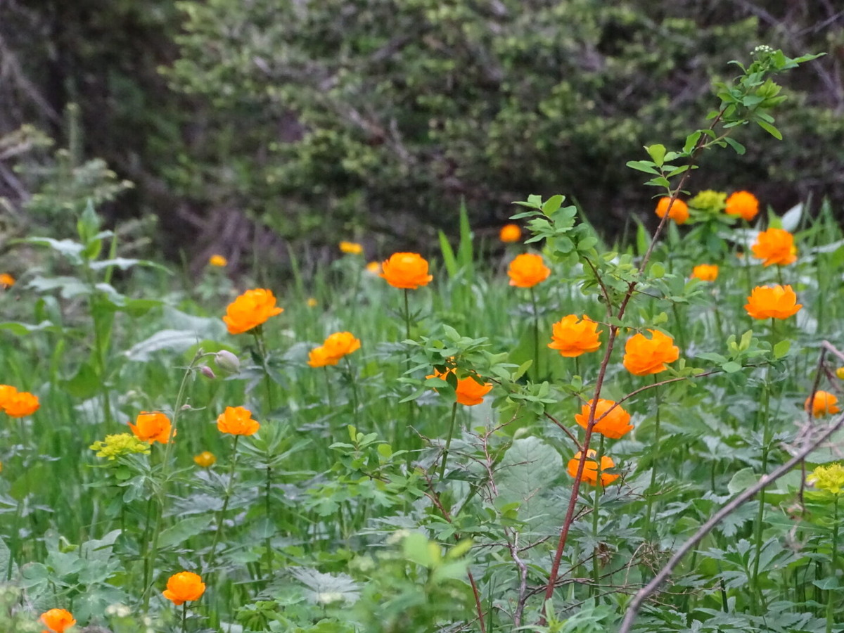 Роскошные жарки (купальница)