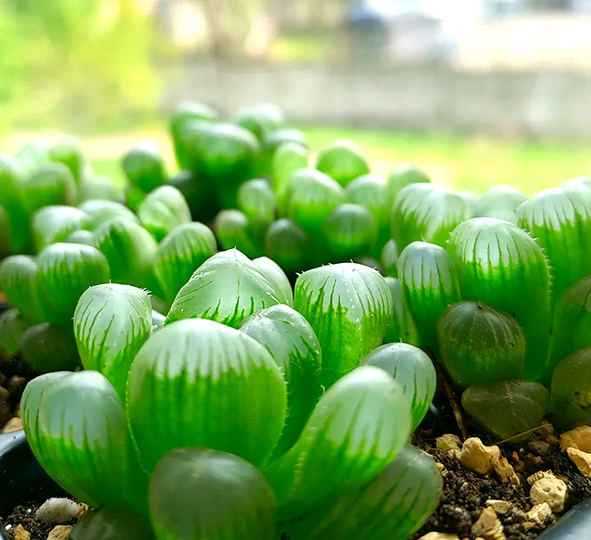 Хавортия Купера