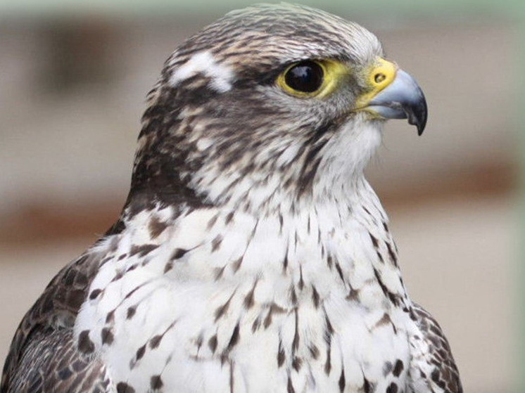     Фото: пресс-слyжба Россельхознадзора.