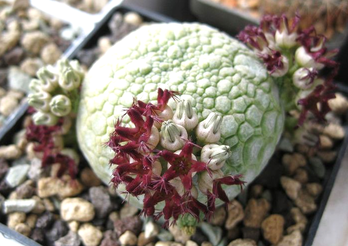 Псевдолитос