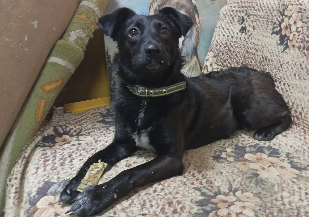 Я добрая, послушная и очень ласковая. 