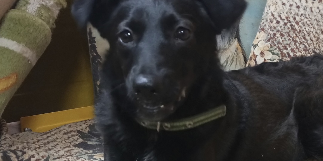 Письмо деду Морозу от маленькой Элис