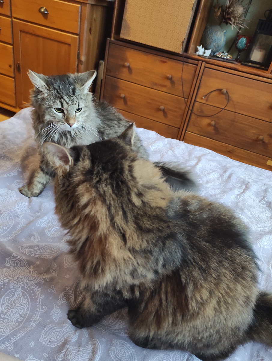 Па-ма-ги-тиииии! 