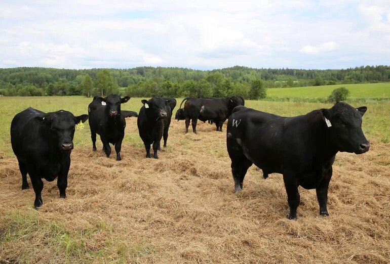    Фото: abn.agency