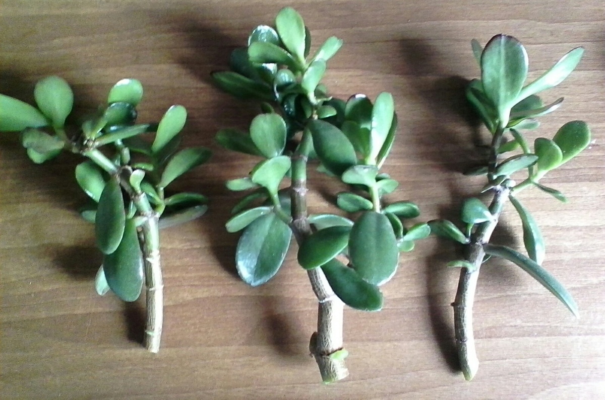 Фото с Интернета