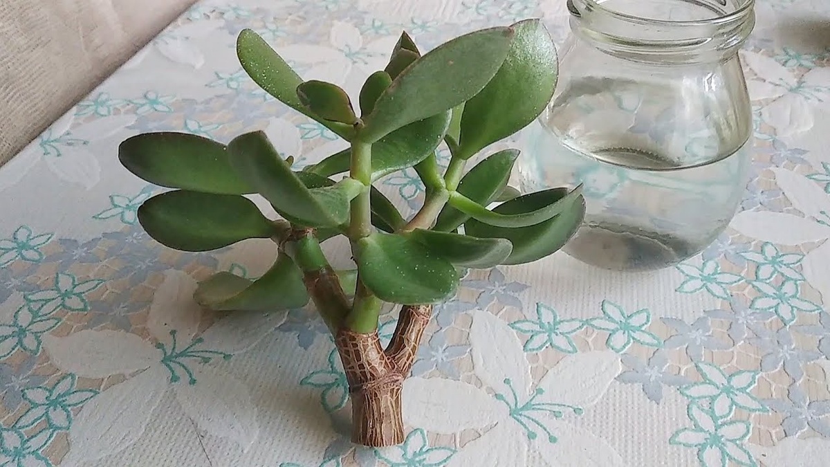 Фото с Интернета