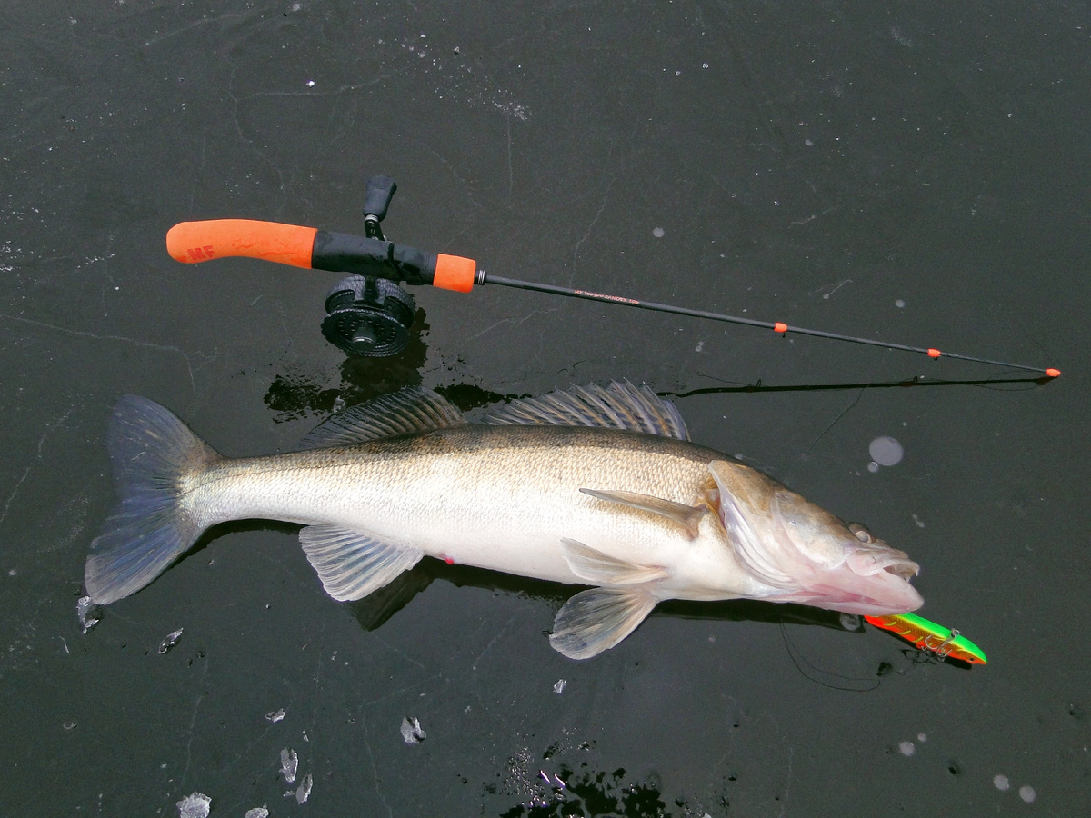 Первый прошлогодний судак был пойман 8 декабря... Ну а сегодня какое число, вы и так знаете...