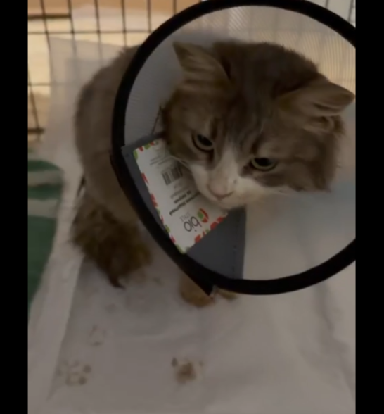 Мурка на передержке уже...