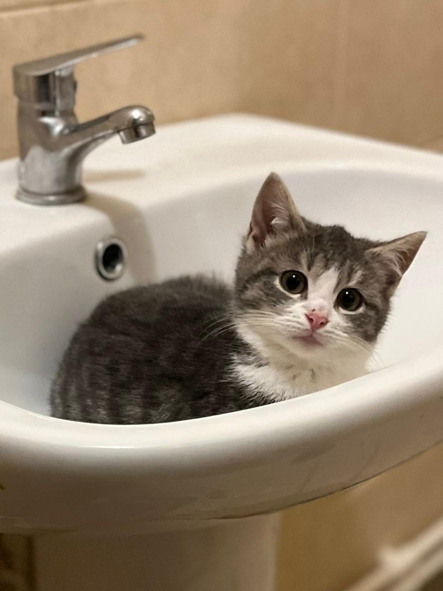 Я Пуся, мне 3 мес и я ищу свой дом 🏡