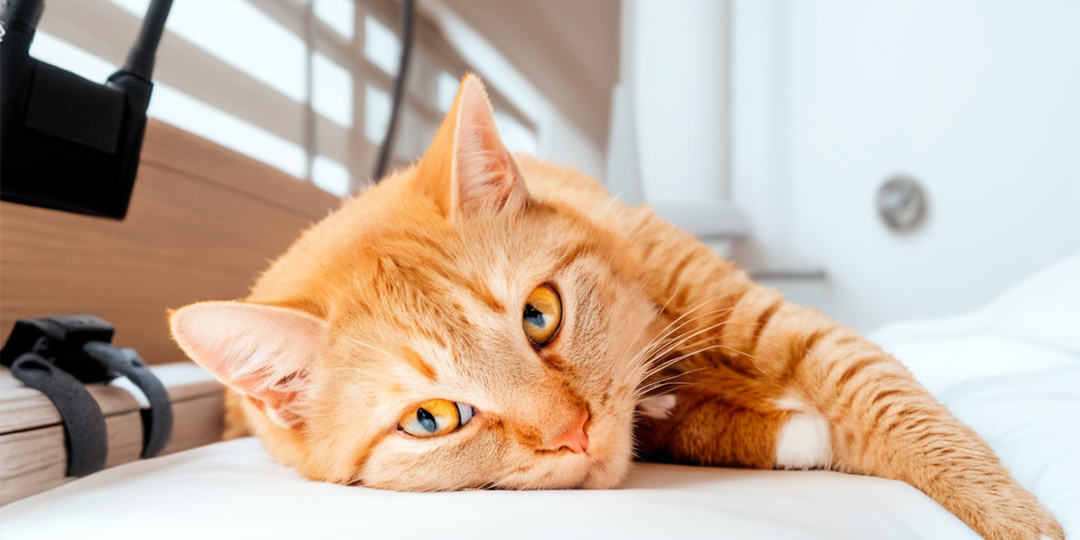 Полжизни лжи