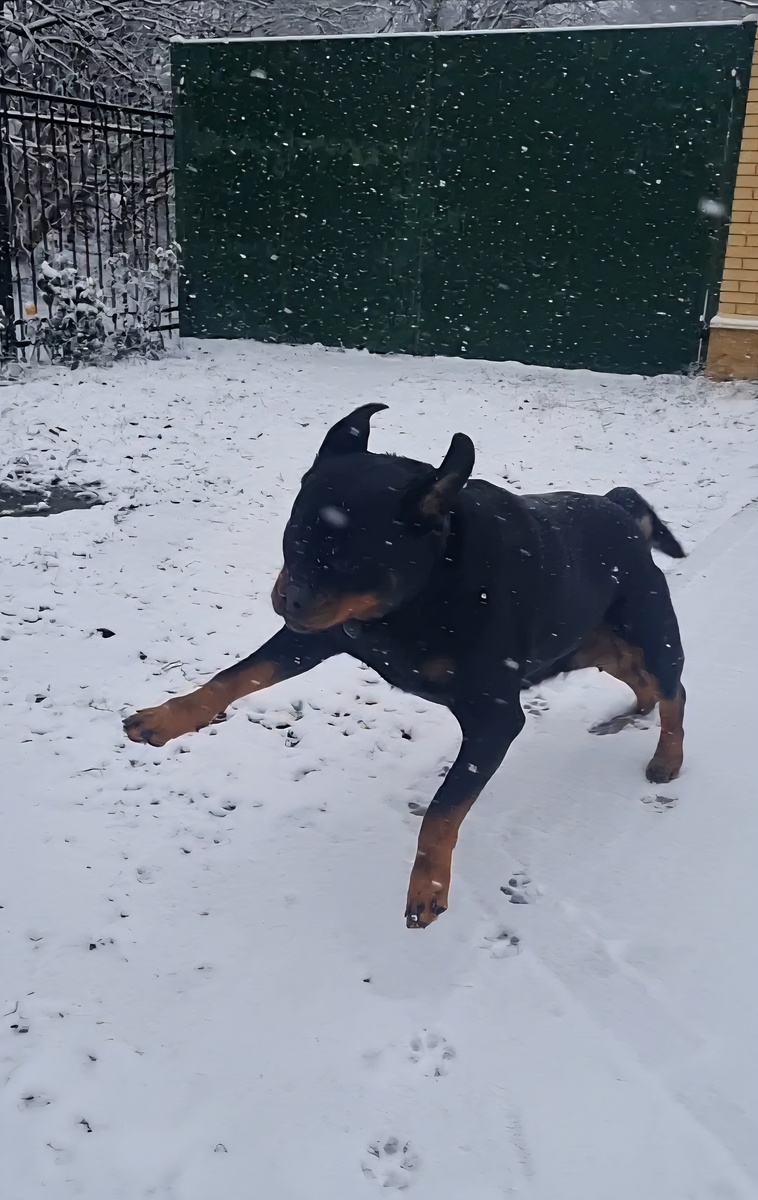 Носились по снегу как дети.