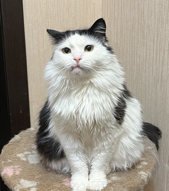 Это новое фото Лизы. Мой сладкий пирожочек так мило сидел, что не могла её не сфоткать. Смотрите, какая толстушечка стала! Какие знатные бока! Но вот взгляд грустный почему-то. 