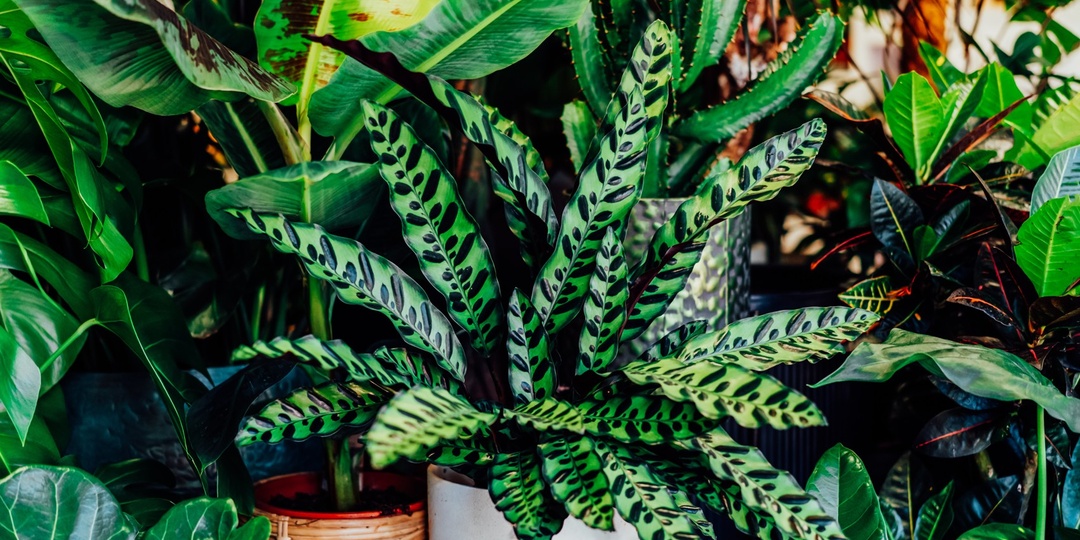 После прочтения этой статьи растения станут для вас проще и понятнее