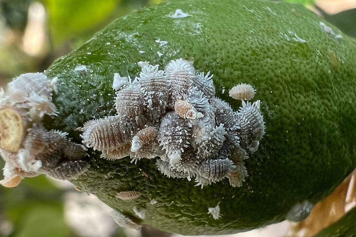 Manfred Ruckszio / Shutterstock / FOTODOM📷Характерная внешняя черта мучнистого червеца — белый, окутывающий все тело восковой налет, похожий на пух или вату