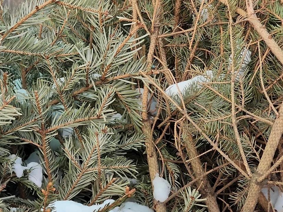    Фото: МедиаБанк Подмосковья/Валерия Ерофеева