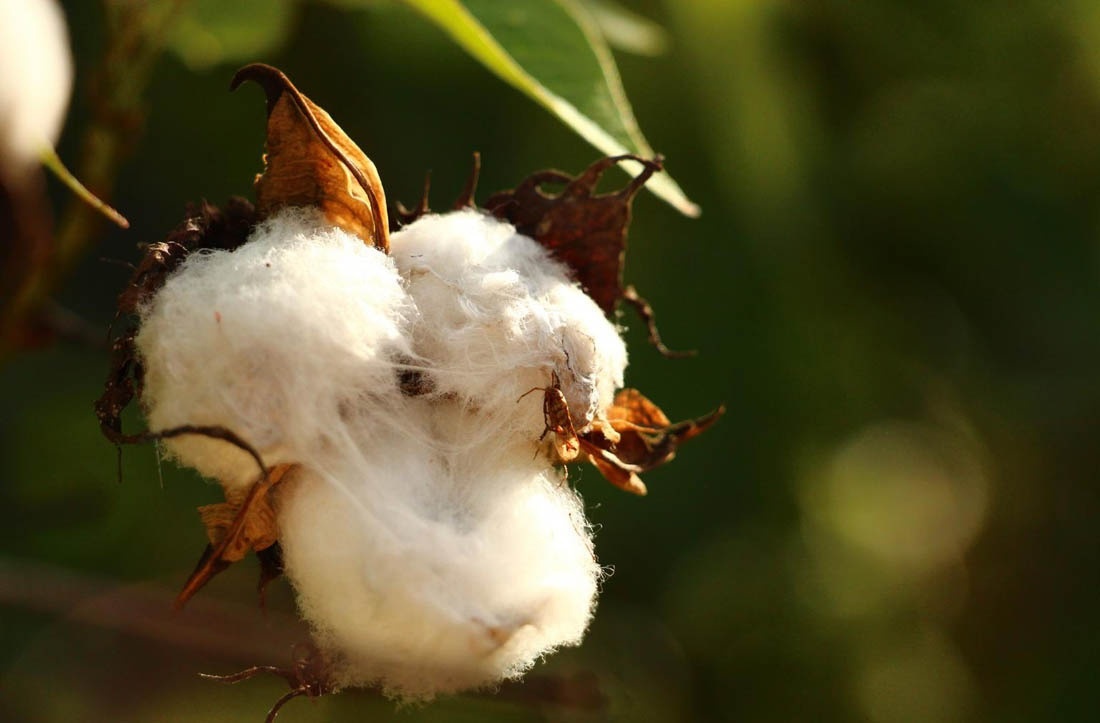 Органический хлопок