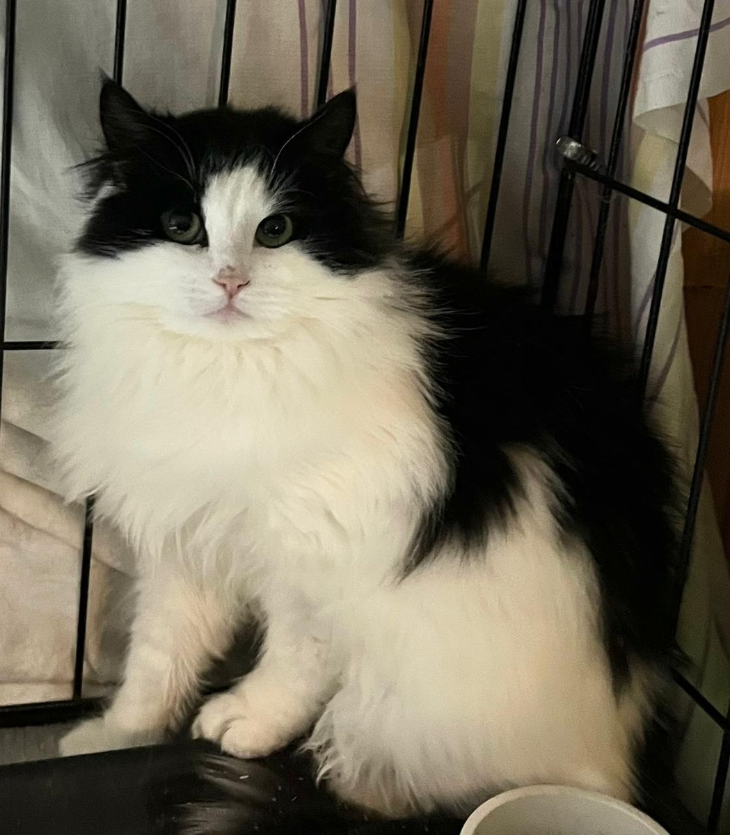 Пушистый ркасавчик Шарль ищет дом 🏡