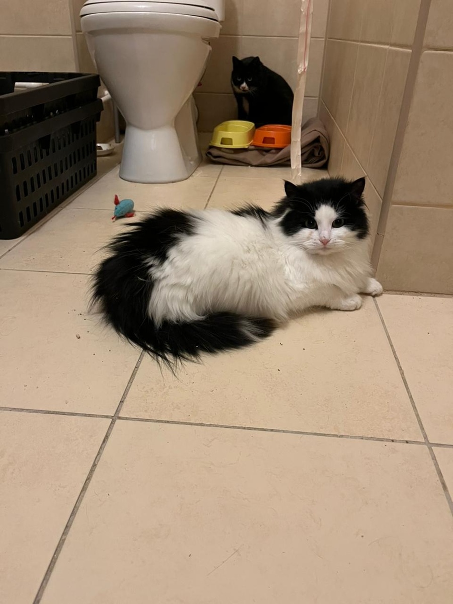 Малыш уже освоился и знает лоток 🐾