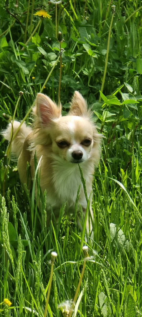 Инвестируйте в спокойствие вашего хвостика❤️