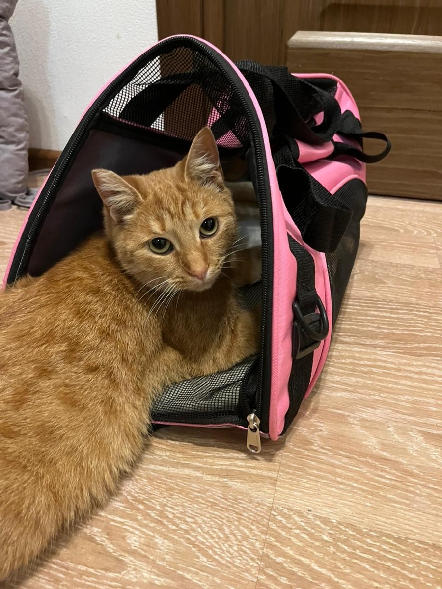 Рыжуля прошла лечение 😻