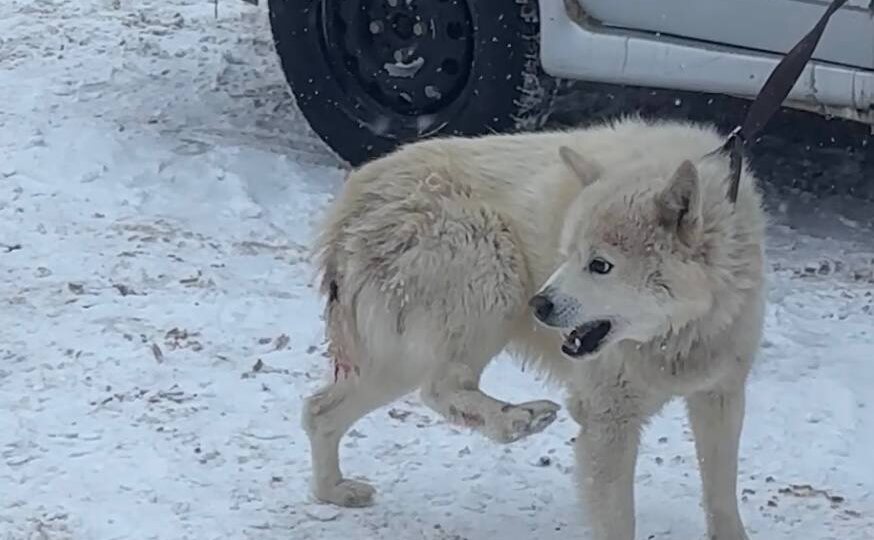 Бедного хаски выкинули на мороз. Пёс истощал и начал грызть свой хвост и лапы. Вердикт прохожих - шизофрения или бешенство. Усыпить!!!