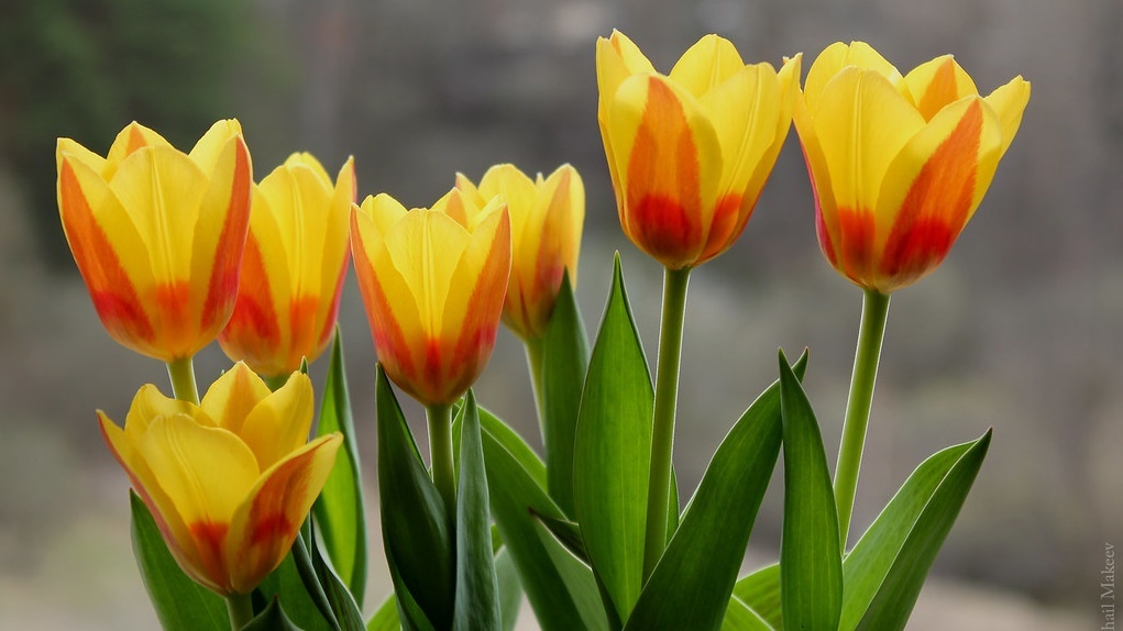 Пестрые тюльпаны. Сорт.