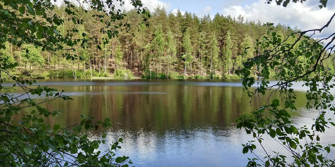 Природный заказник "Болото Озерное". Озера Рыбачье и Щукино. Голубые озера. Июнь 2025 года.