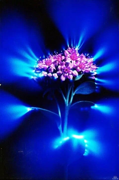 Фотография цветка в переменном электрическом токе высокой частоты. Фотография из открытого источника