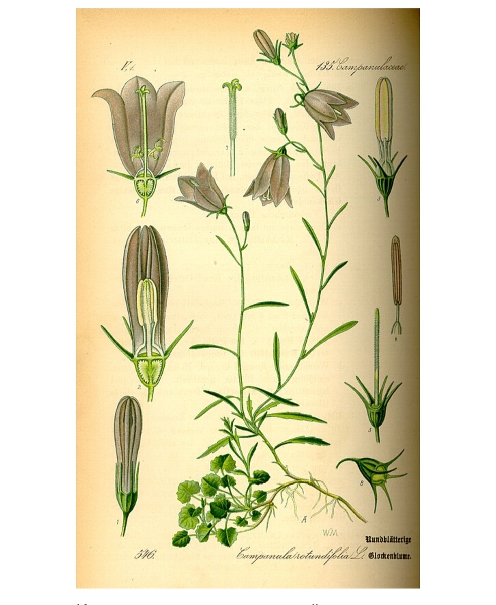 Иллюстрация из Википедии.