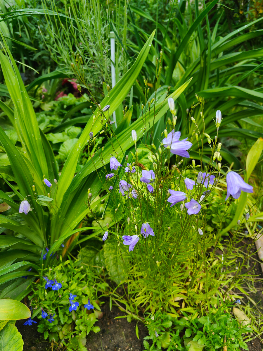 Середина июня.