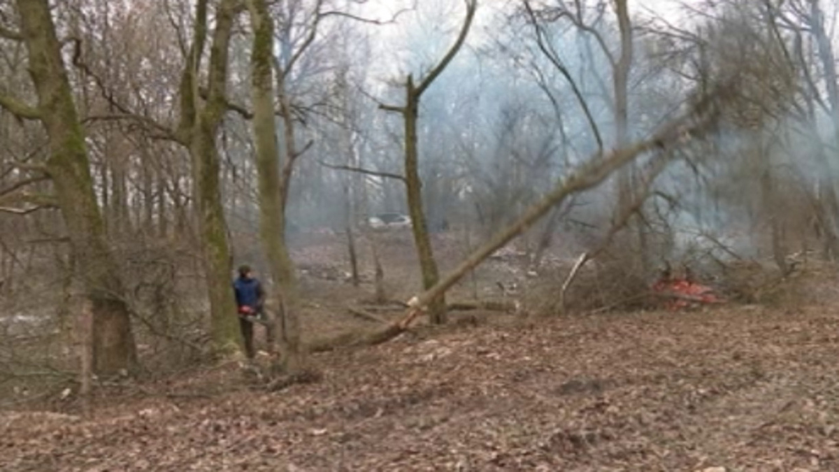    В Курске рубят Цветов лес