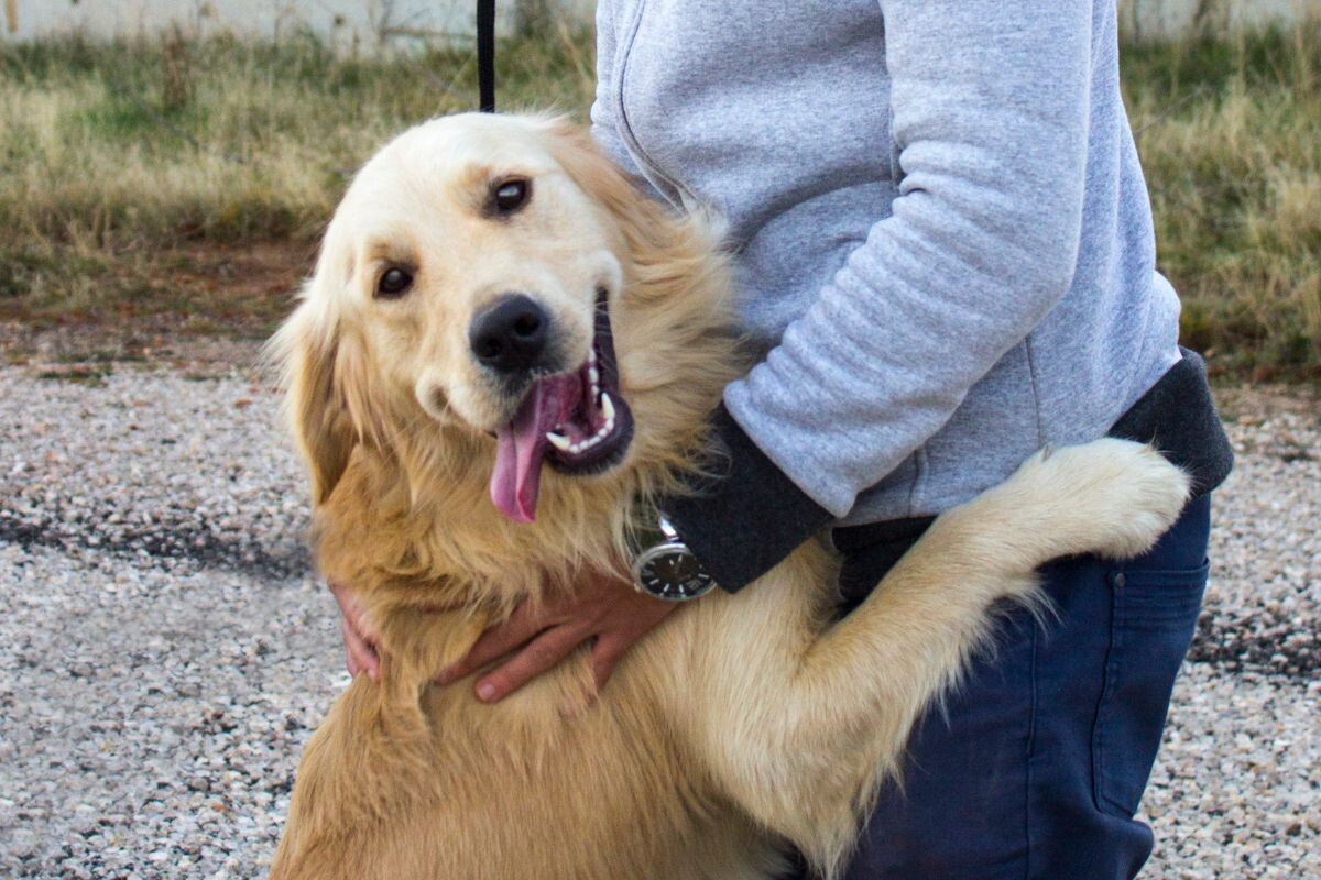 Как сказать собаке «я тебя люблю»