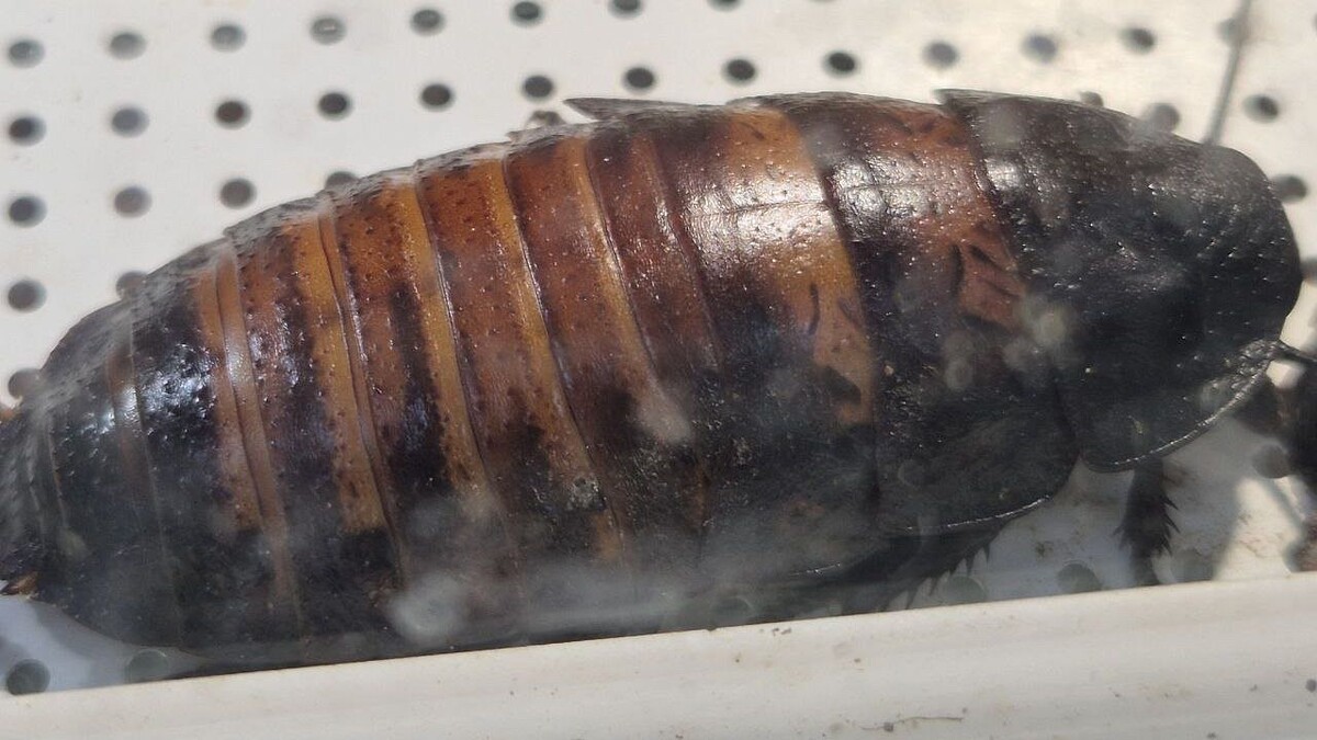    Фото: телеканал «Краснодар»