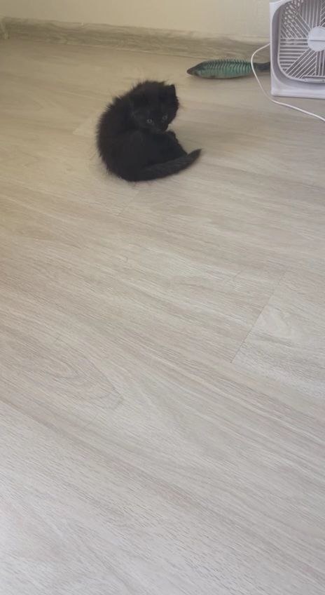 Я - маленький забавный комочек тьмы