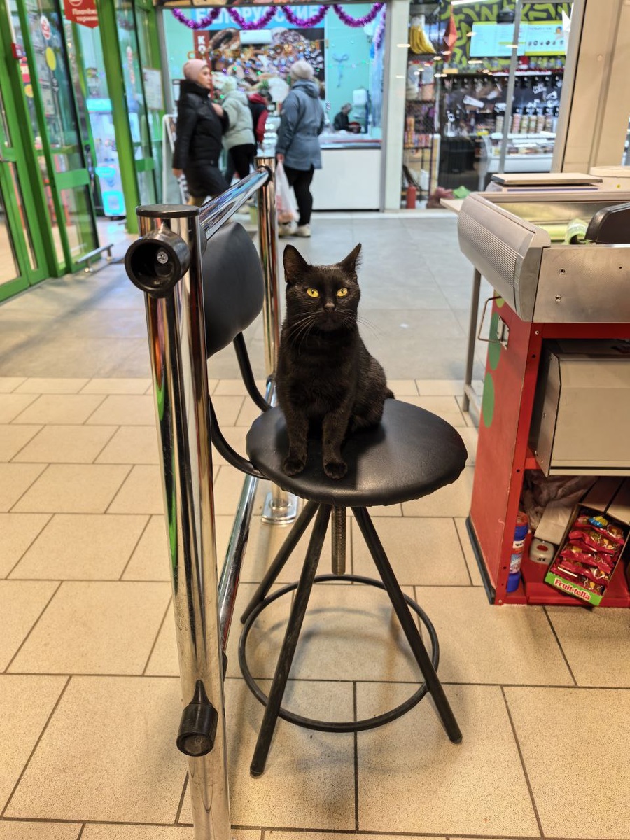 Легким движением лап стул прекращается в трон. Фото из архива автора