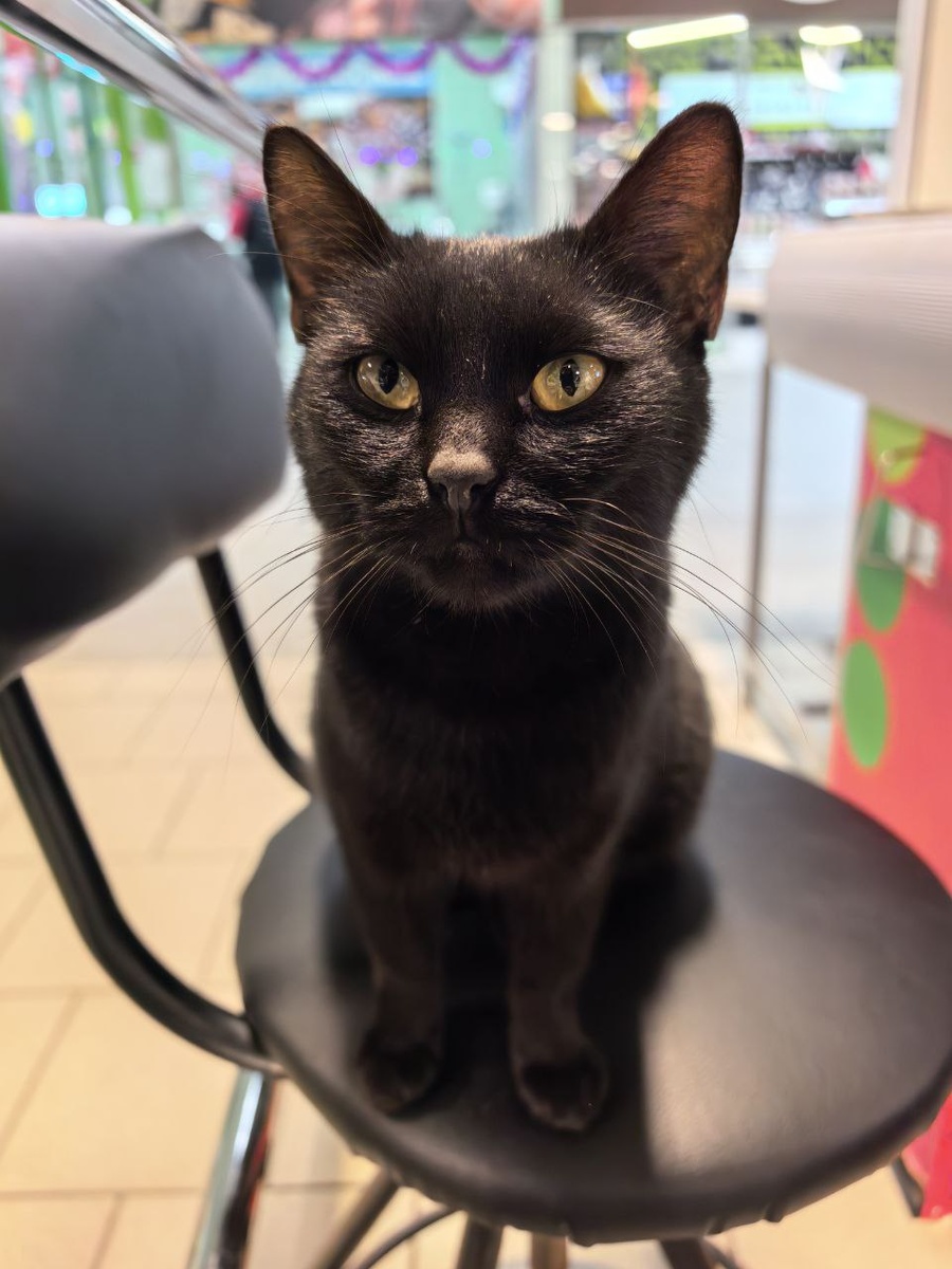 А кошка на троне всегда королева. Фото из архива автора