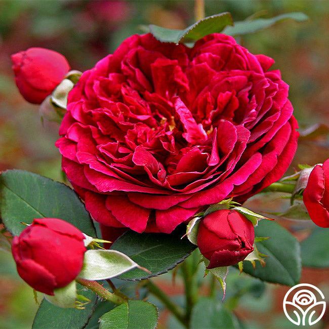 «Сквайр». Фото HEIRLOOM ROSES