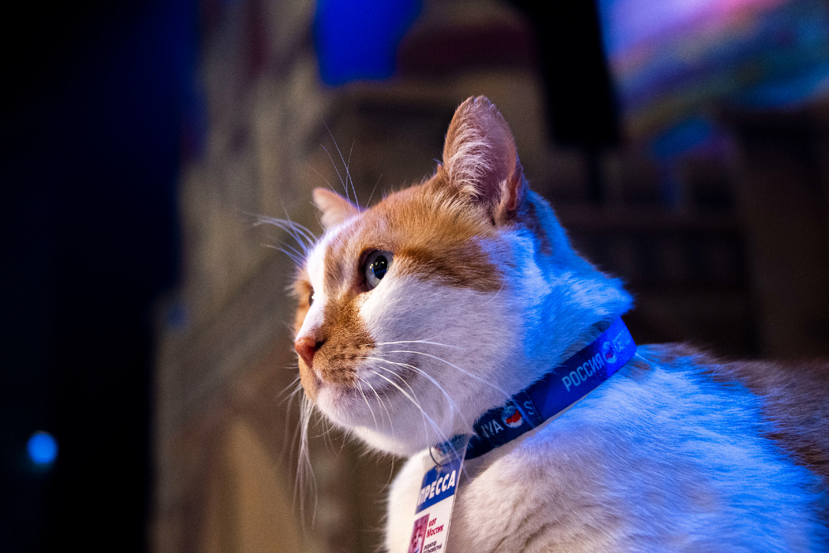 В свете софитов.