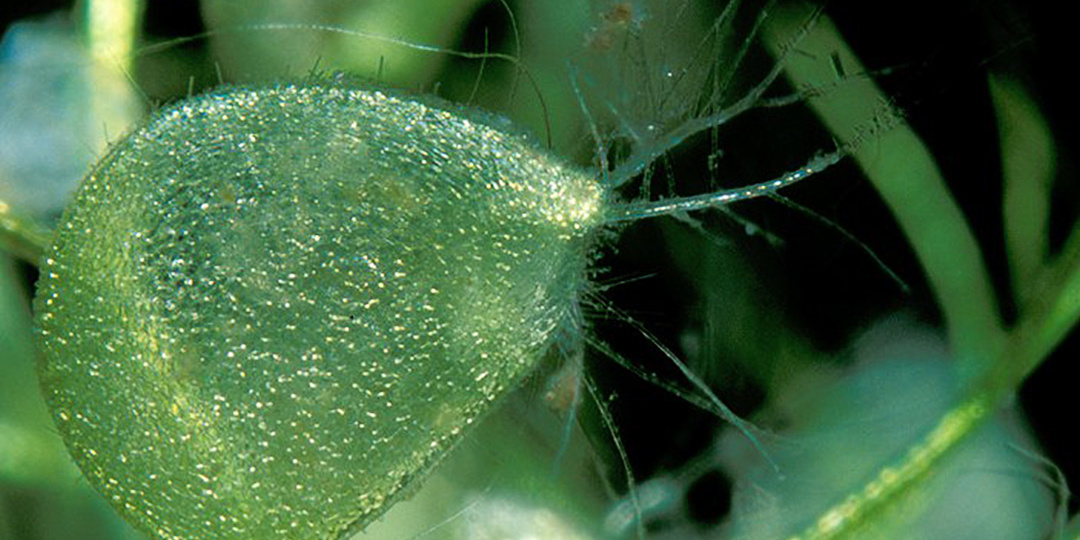 Когда растение решает поохотиться: милый цветок с вакуумной ловушкой