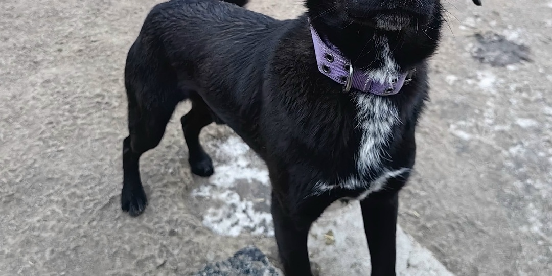 Одинокий Черныш верит в Новогоднее Чудо!