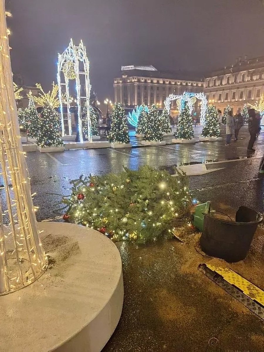    Из-за сильного ветра упали елки. Фото: соцсети