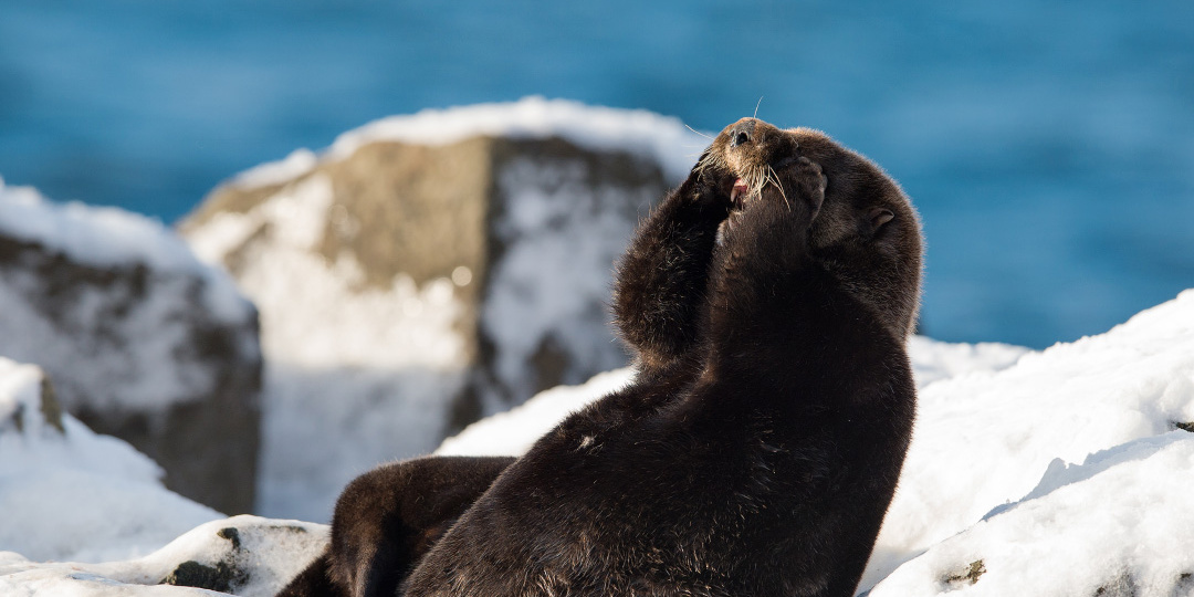Что такое "каланить" и чем это отличается от "тюленить"?