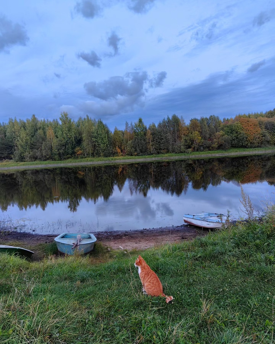 Река Водла. Хорошо посидеть на берегу, подумать о жизни 🐱