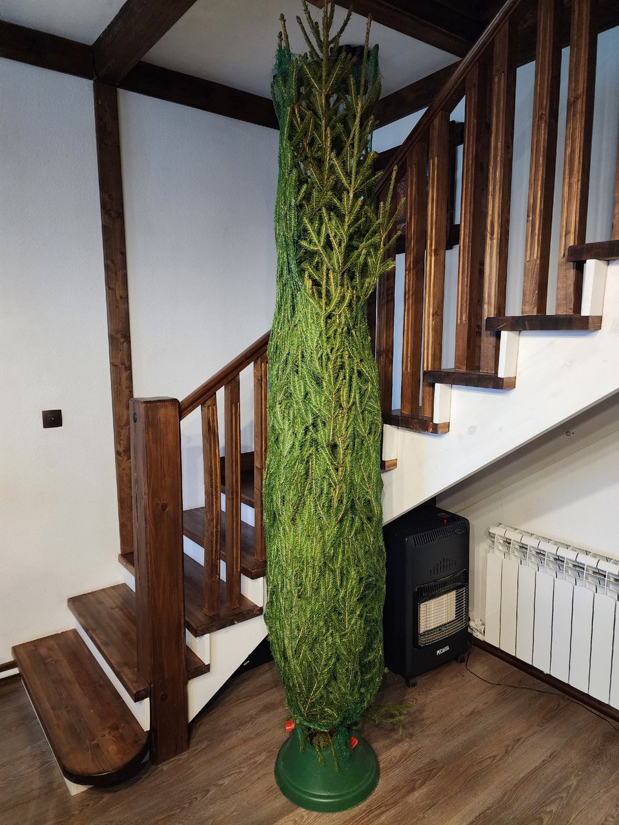 Наша трехметровая красотка