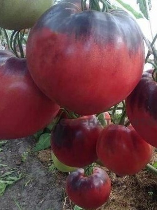 Томат Сержант Пеппер 