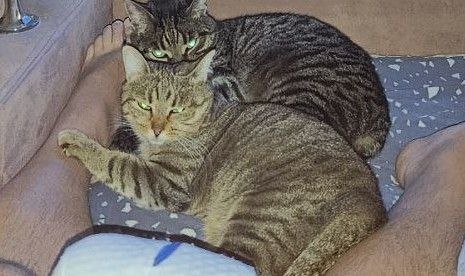 А это фото тоже не сегодняшнее, но уже у хозяев. Здесь видно, как Мия с котом подружилась. И что адаптировалась она прекрасно. Уже поваляться приходила