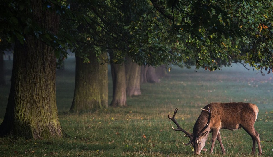 Расшифровали секретный язык оленей — для разговоров они используют светящуюся мочу и блестящую кору