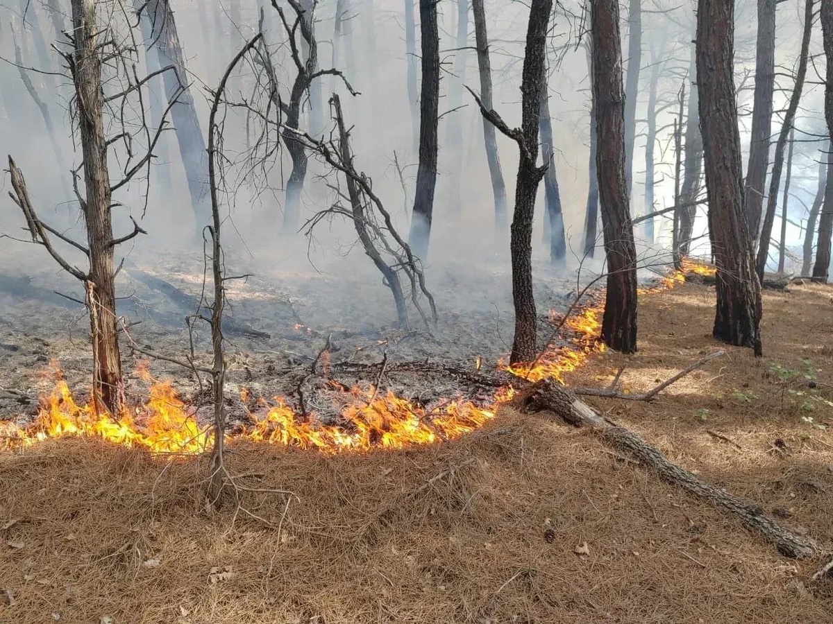 Фото: Краевой Лесопожарный Центр Кубани.