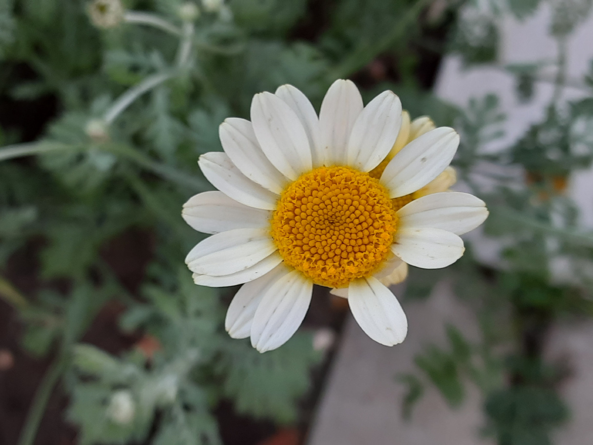 Пупавка Сюзанна Митчел