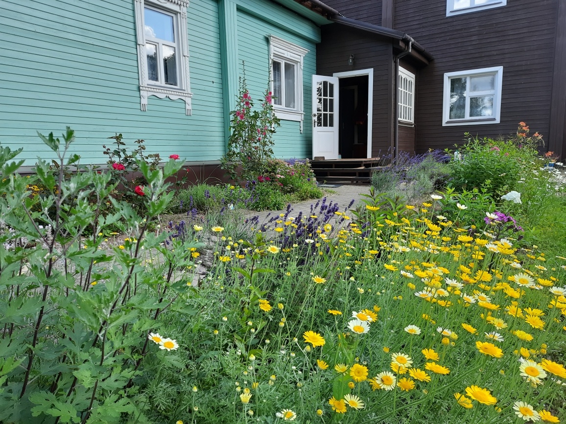 Пупавка красильная в цветнике